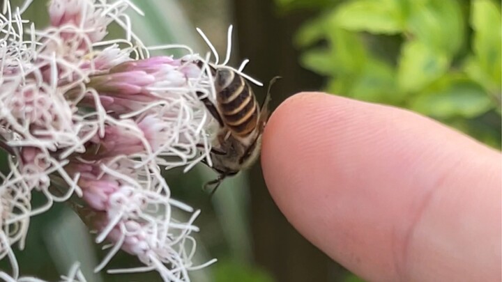 【Lin Yan】In a Shenzhen Park, I Encountered 10 Highly Venomous Snakes in Just One and a Half Hours