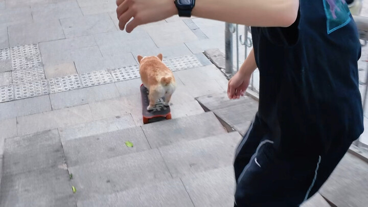 African Corgis are so smart and amazing!