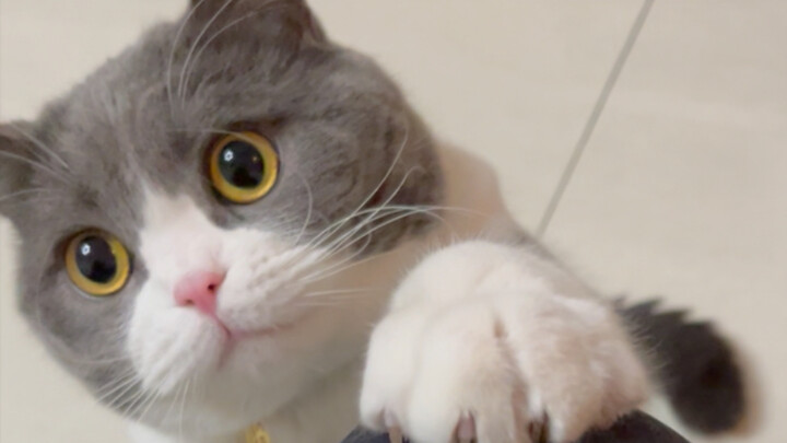 “Honey, say something!” She dared to come home without petting the cat—and little Mimi completely lo