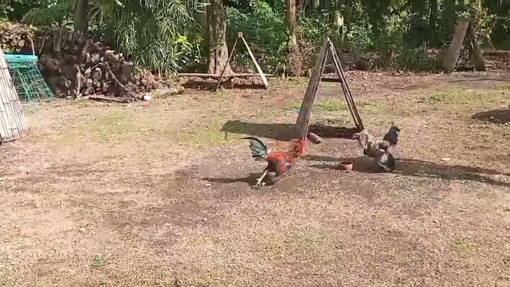 Sweater vs Hiraw SLOMO