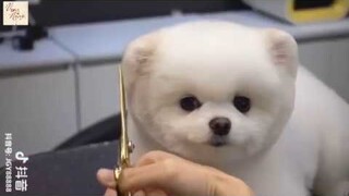 NHỮNG VIDEO CHÓ MÈO DỄ THƯƠNG NHẤT TRÊN TIK TOK TRUNG QUỐC ~ CUTEST VIDEO ON TIK TOK CHINA