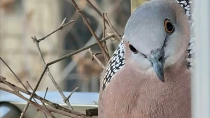 Spotted Dove: Clear Eyes, Silly Yet Devoted!
