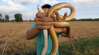 Đào được rắn về nấu ăn ngon lành - Ân Long An TV