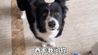 小狗对家庭成员当然了如指掌啦