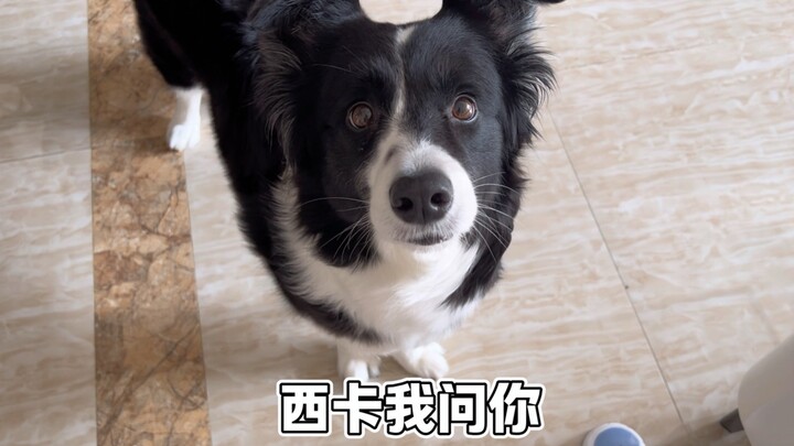 The puppy knows all the family members well.