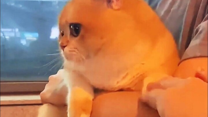 Pasar bertemu dengan kucing ekor panjang berwajah bulat berwarna emas~