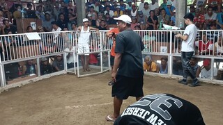 2cock holutan second fight pumpkin # lose
