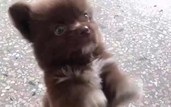 Trước mặt Hùng Tiểu Hoa, nó thật ngoan ngoãn.