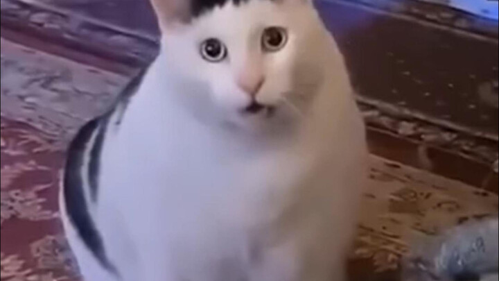 ⚡ Những khoảnh khắc hài hước, ngớ ngẩn đến mức khó tin từ nước ngoài ⚡ 809