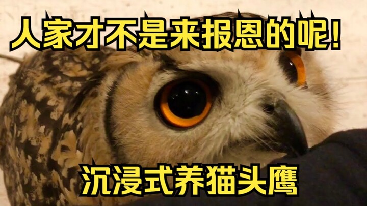 阳台发现粘人猫头鹰，小伙当成猫咪抚养长大，最终放归山林！