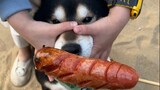 【Pet】Dogs Eating Kebabs