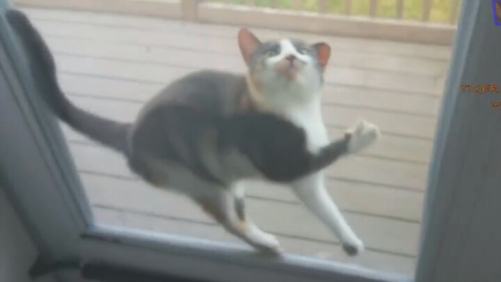 Your friend, Silly Cat, is now online.