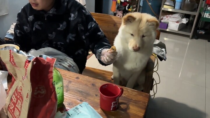 Puppy: Should I eat it or not～