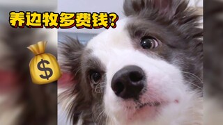 How much does it cost each month to raise a Border Collie princess?