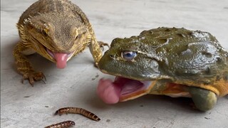 牛蛙：你这蜥蜴太欺负人了~
