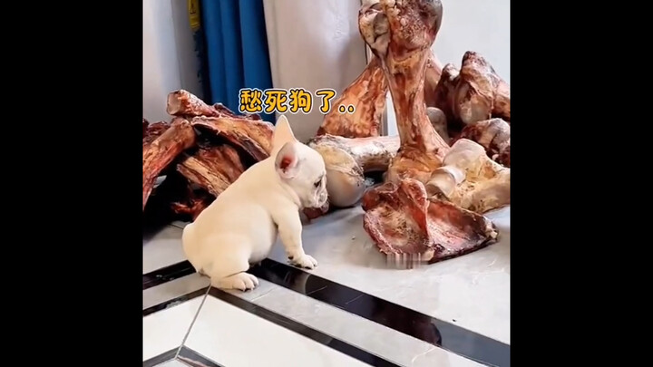Mèo chó: Không hiểu sao lại có chuyện mèo chó bảo vệ đồ ăn