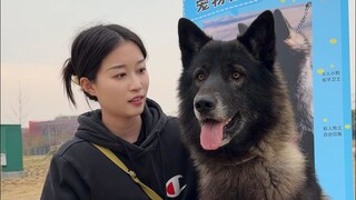 I'm taking a wolf-like dog for a walk today. Will it be successful in finding a date?