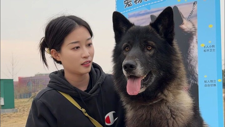 سآخذ كلبًا يشبه الذئب في نزهة اليوم. هل سينجح في إيجاد موعد؟