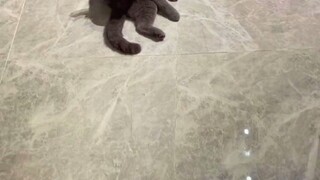 What bad intentions could the owner have? He just wants to pet the cat.
