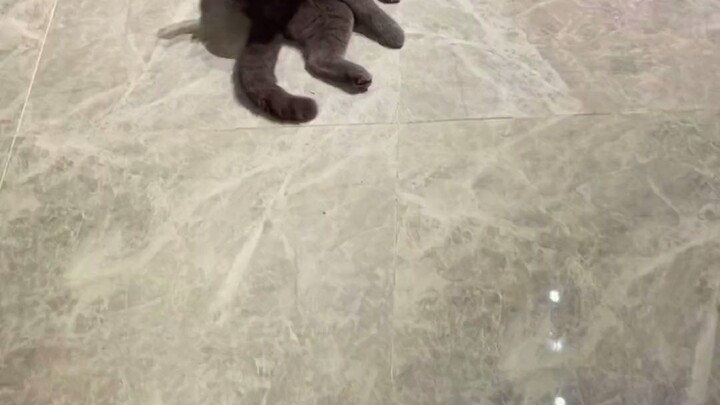 铲屎官能有什么坏心思，不过是想撸个猫而已