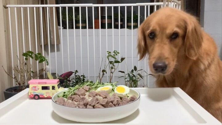 Cook noodles for my golden retriever 