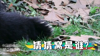 无奖竞猜，这是谁?当然是花墩墩啦～【大熊猫和花】