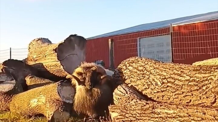 Life the way God intended. Be fruitful and multiple grow trees for your grandchildren's children