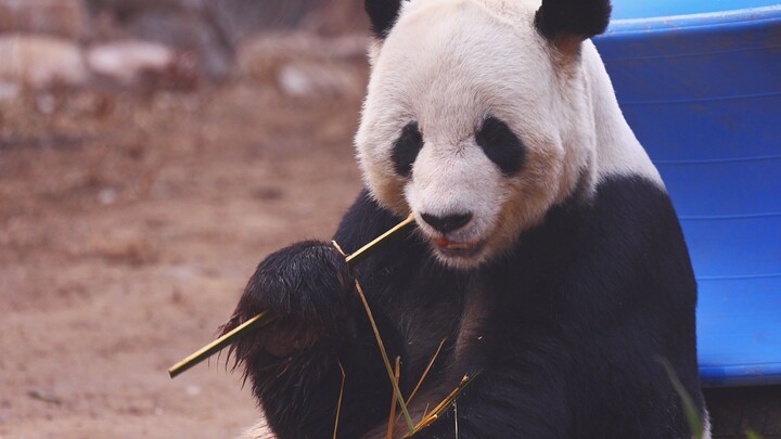 [Hewan]Panda Gu Gu sedang sarapan