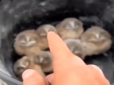 The Adorable Charm of Cave-Dwelling Owls