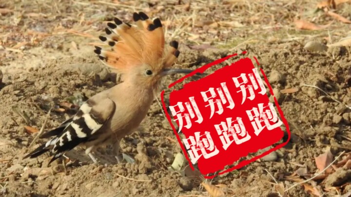 Waduh, jangan lari! Waduh, jangan lari! … (berulang 16 kali)