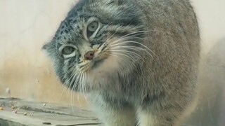 小子，是你在偷看我吗？