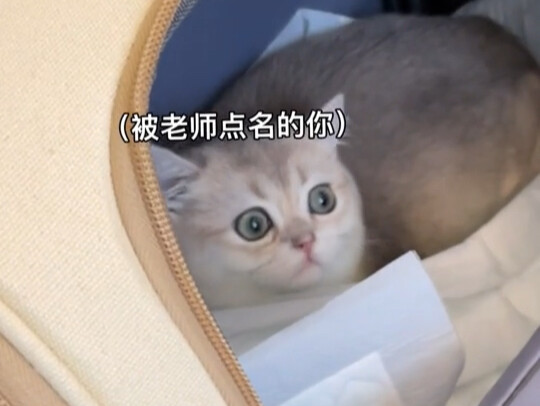 笑死！当公猫第一次见到小母猫