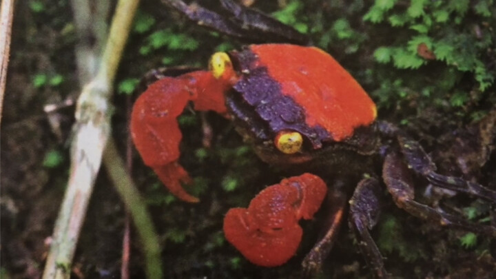 水陆缸里的恶魔蟹