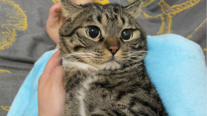 这个小猫咪因为拍的视频太过低俗惨遭封杀！