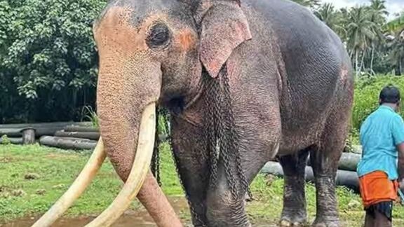 🐘ไทย