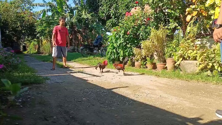exercise ng mga broodcock. Joe black vs SBR