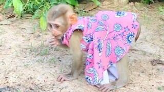 Baby Maya Look So Tired Walk Follow Mom & Grandma When Visit Farm