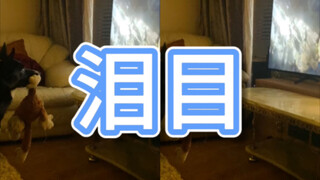 หมาฝึกฝนที่มีความเห็นอกเห็นใจสูงดูเดอะไลอ้อนคิง - ฉันใจอ่อนเหลือเกิน