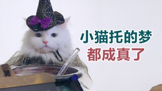 After a kitten passes away, it will communicate with its owner through dreams.