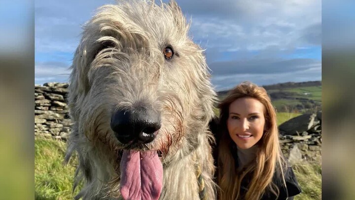 Binatang|Irish Wolfhound yang Besar dan Keren