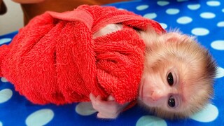 Beautiful Baby!! Tiny adorable Luca look like the human baby when waiting for Mom to clean his ears