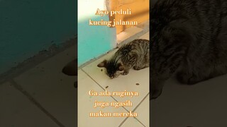 jangan pukul kucing #shorts