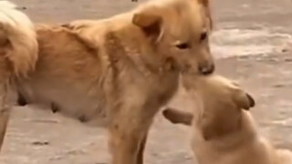 初二小狗妈妈回来看小狗