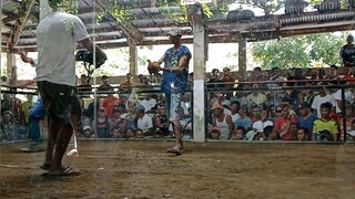 SECOND FIGHT🐓| 2CockDerby/Using SBR STAG CHAMPION🏆