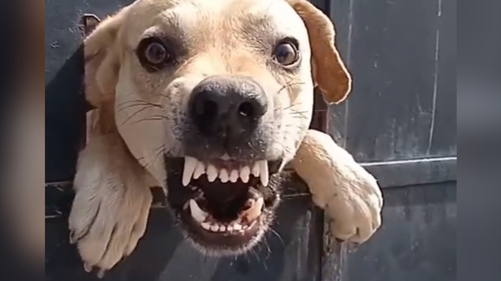 Please note: you have entered Gouzi’s surveillance zone.