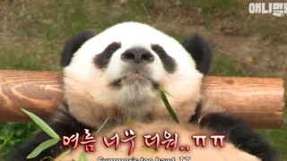 【搞笑一家熊】我…吃着吃着就睡着了