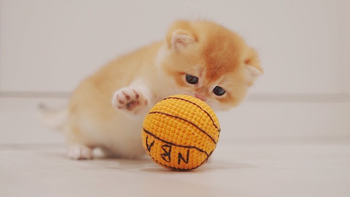 My Talented Kittens Should be Invited to NBA Halftime Show