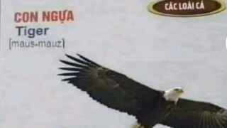 ( cảnh báo video mang đáng sợ)