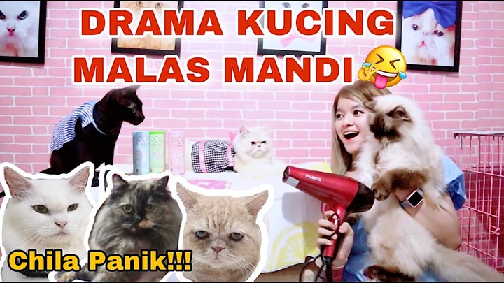 MANDIIN KUCING TANPA AIR!!! TUTORIAL SOLUSI MALES MANDIIN KUCING BAU DIRUMAH MANDI KERING LOW BUDGET