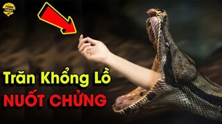 🔴Chuyện Điên Rồ Gì Sẽ Xảy Ra Nếu Bạn Bị Trăn Khổng Lồ Anaconda Nuốt Chửng